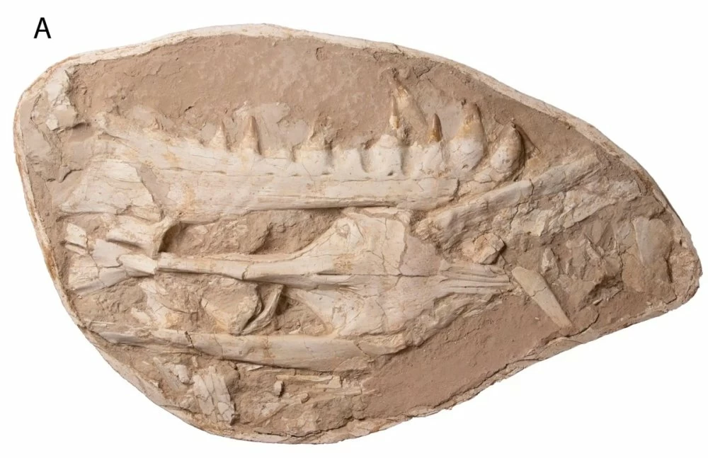 Un “monstre marin” aux dents en poignard découvert au Maroc