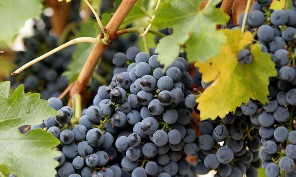  Le raisin de table constitue le socle économique de la filière viticole au Maroc, ancré dans la demande nationale plus que dans une stratégie d’expansion internationale.