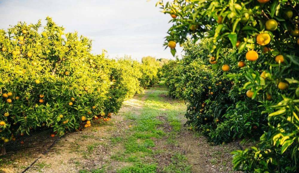 Orange grove in Valencia, next to the Mediterranean.