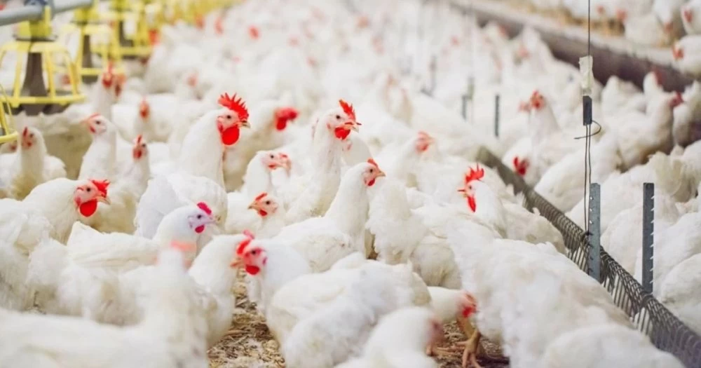 Poulet : la hausse de la demande creuse l’écart entre prix à la ferme et prix au détail
