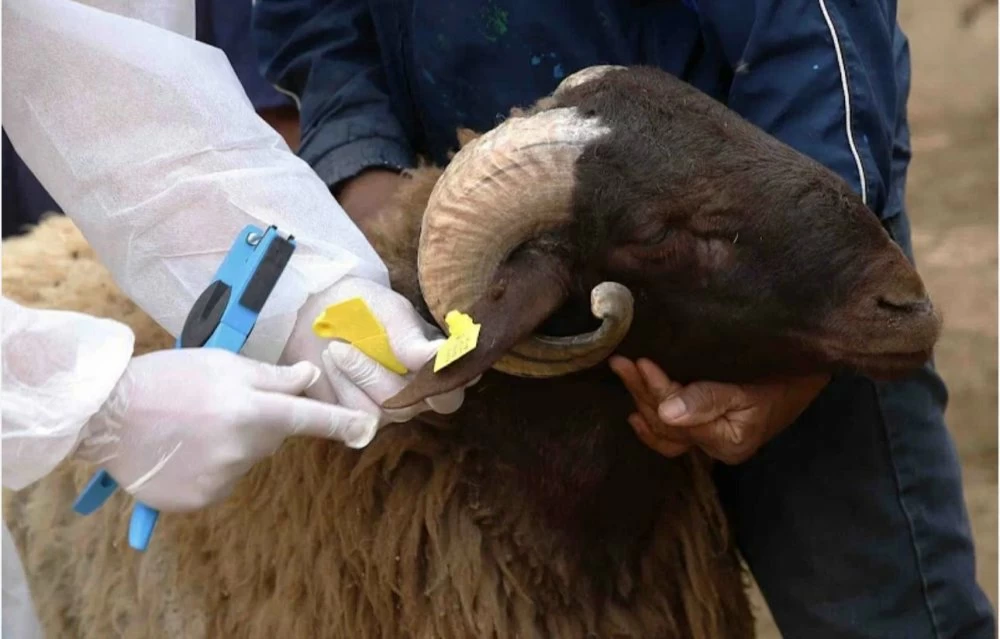 Aïd Al-Adha 2026 : lancement du recrutement pour l’opération nationale de marquage des animaux