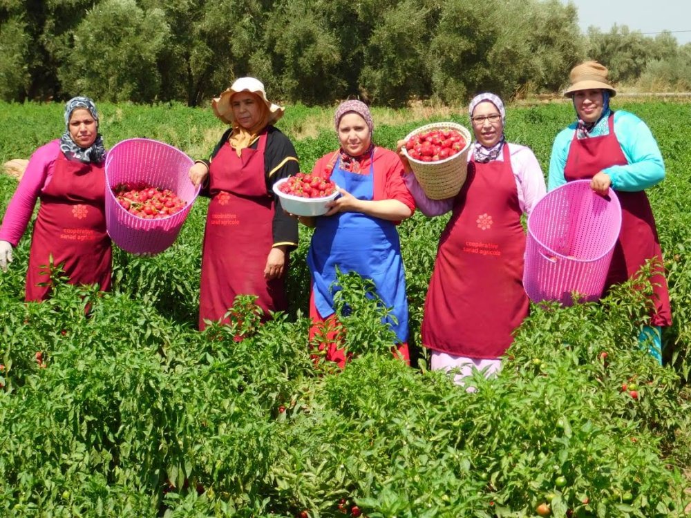 التعاونيات الفلاحية بالمغرب
