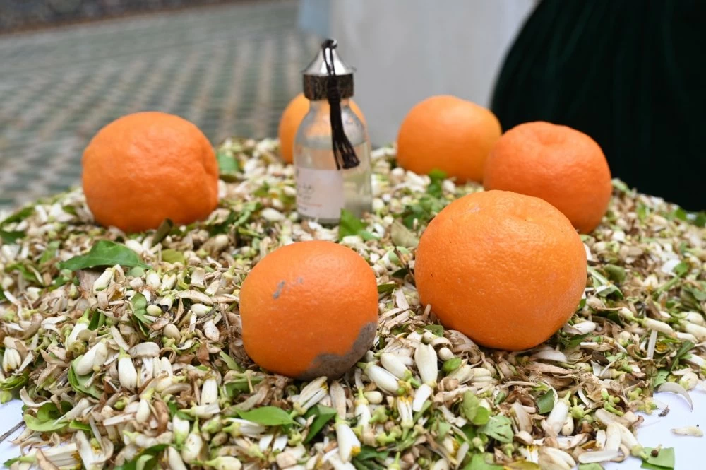 Zahria de Marrakech : quand le parfum des orangers raconte une mémoire vivante