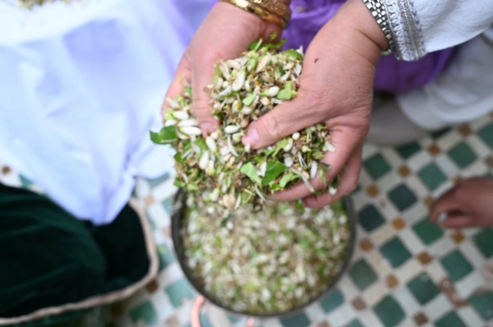 Zahria de Marrakech : quand le parfum des orangers raconte une mémoire vivante