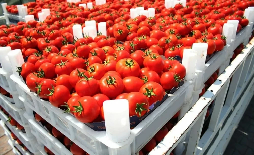 Tomate : des prix record sous l’effet d’une offre en recul