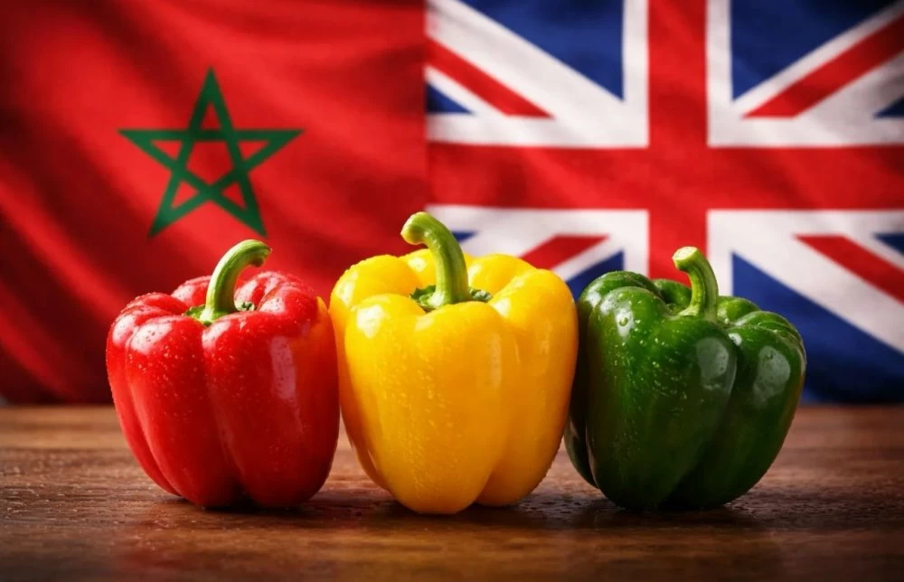 Le Maroc devient 4ᵉ exportateur de poivrons doux vers le Royaume-Uni