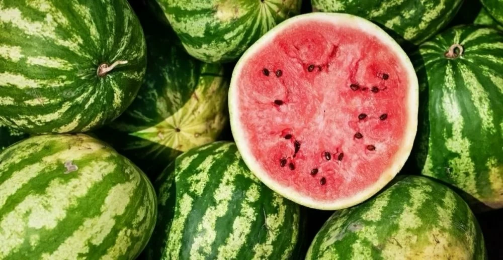 Le Maroc relance sa saison de pastèque avec des volumes en forte hausse