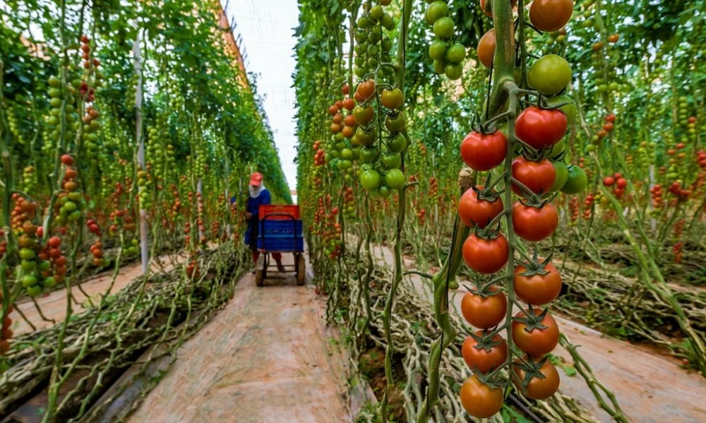 Tomates : pas d’interdiction d’export, mais des ajustements temporaires face à la flambée des prix au Maroc