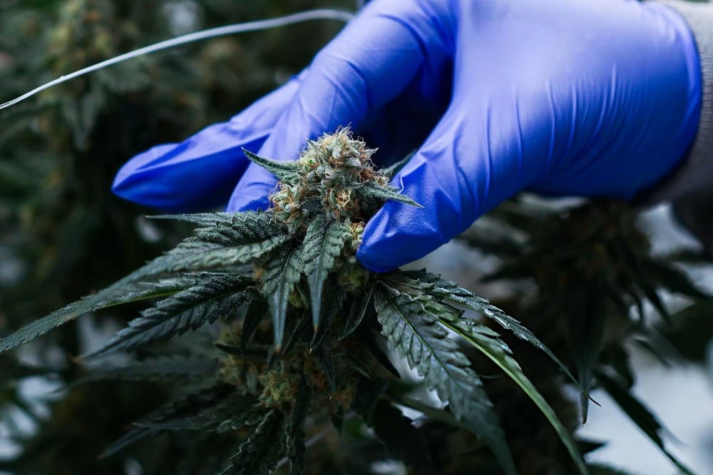 Cannabis licite : une production de plus de 19.000 quintaux en 2025, plus de 4.000 nouvelles autorisations