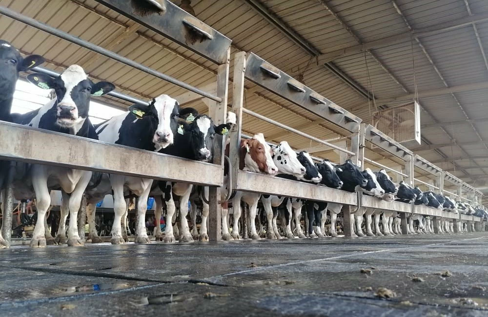 Filière laitière au Maroc : de la résilience à la relance