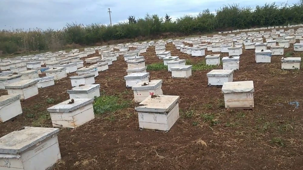 Apiculture : comment la filière s’adapte au choc climatique