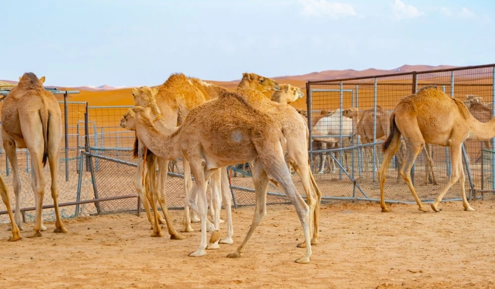 Filière cameline : une résilience sous pression face à la sécheresse
