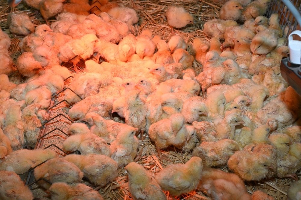 Poussin à 10 DH, poulet à moins de 13 DH : la détresse des éleveurs avicoles