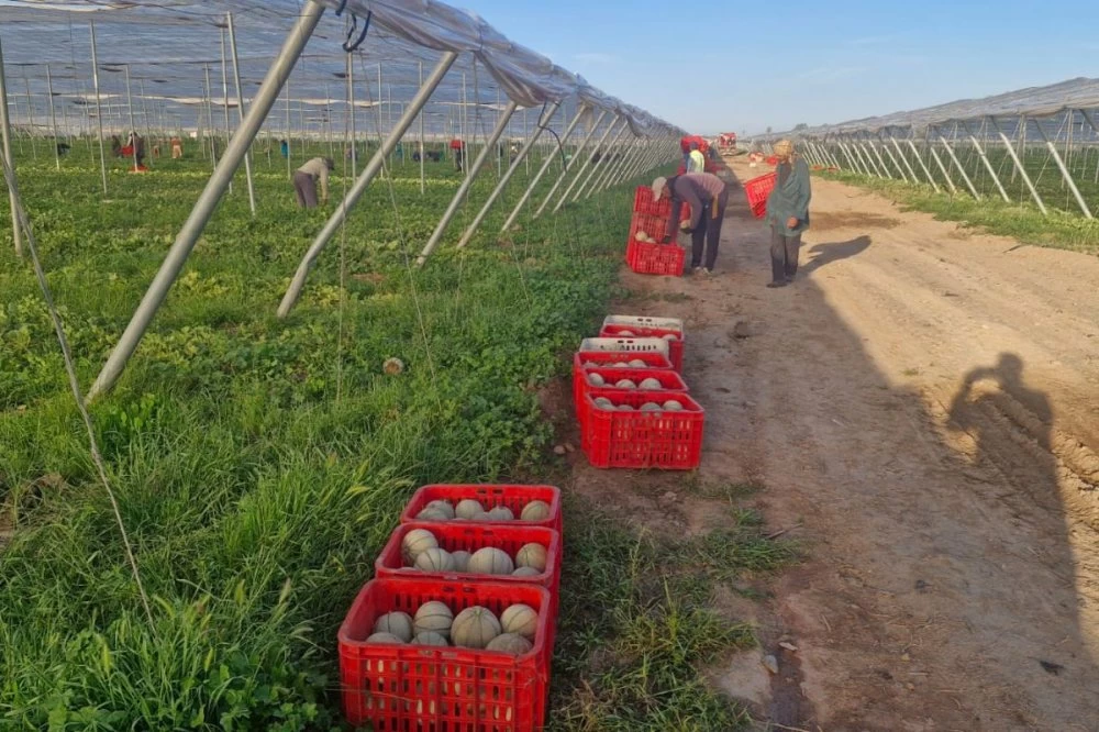 Le melon marocain profite d’un marché européen favorable à l’export