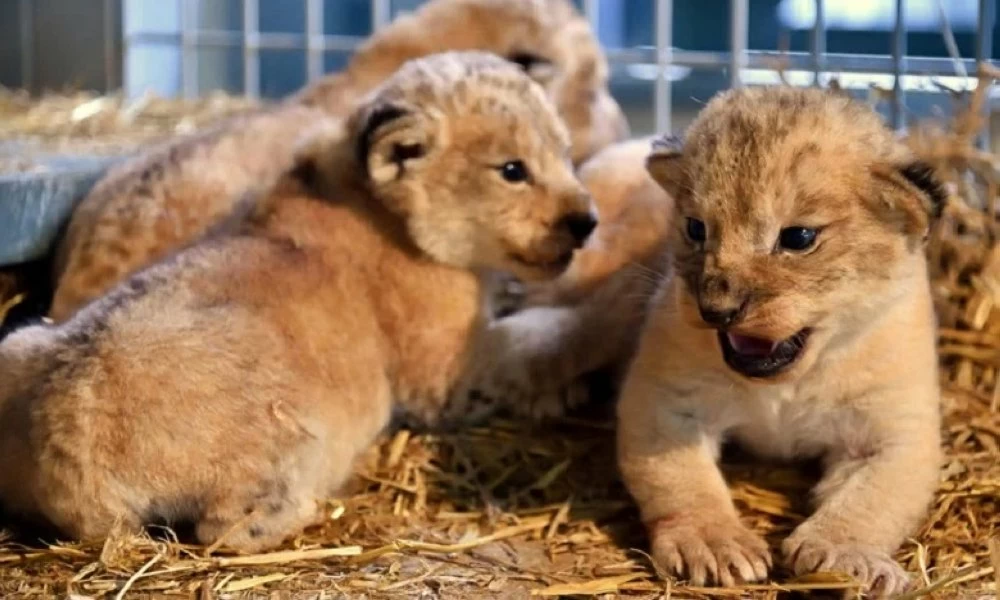 Zoo de Rabat : un début d’année fécond pour une cinquantaine d’espèces