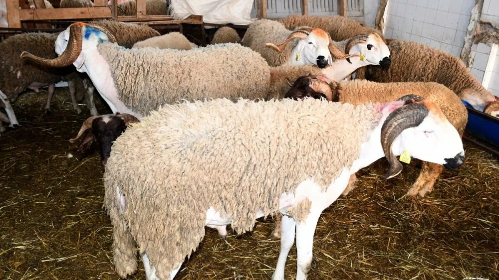 « Ce n’est pas logique », Baraka s’en prend aux spéculateurs du marché des moutons