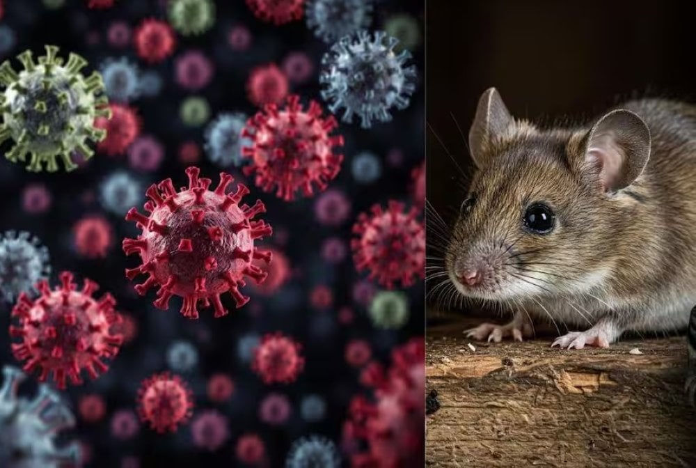 Hantavirus et vacances d’été : faut-il s’inquiéter ?