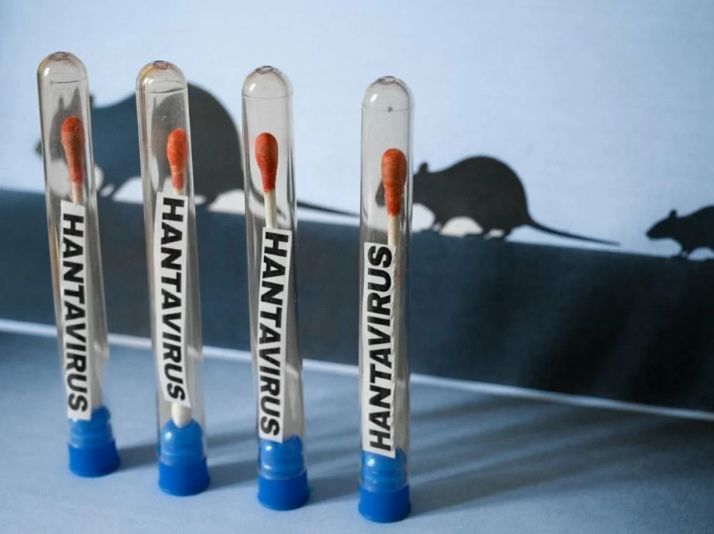 Pourquoi l'hantavirus n'est "pas un nouveau Covid", selon les experts
