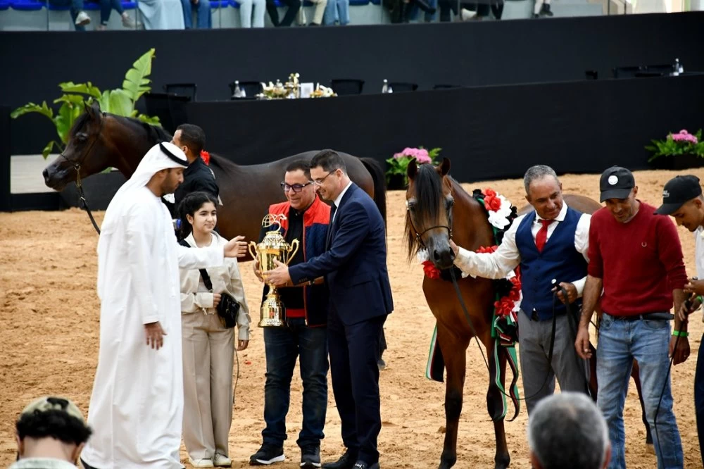 Morocco Breeders Show : les pur-sang arabes du Royaume à l’honneur à l’Institut national du cheval