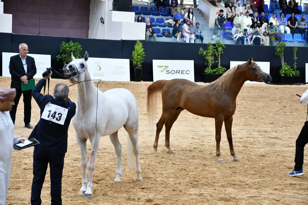 Morocco Breeders Show : les pur-sang arabes du Royaume à l’honneur à l’Institut national du cheval