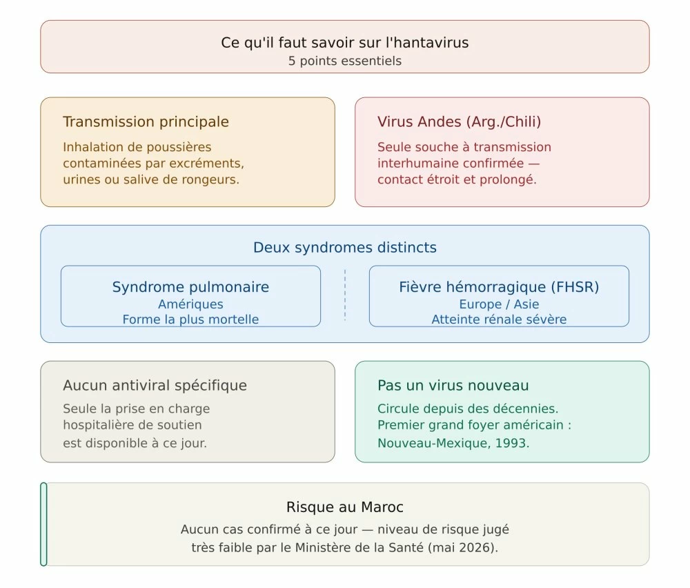 Hantavirus : quand le souvenir de l'épidémie et du confinement ravive le risque de psychose