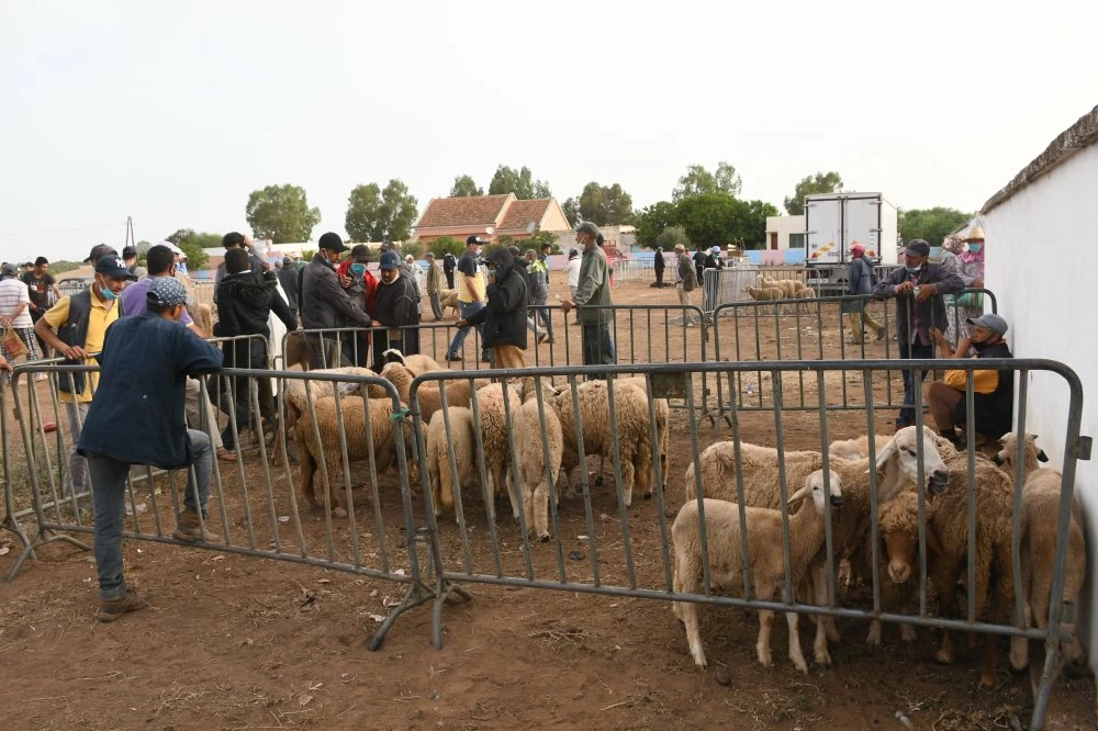 Aïd Al Adha : prison, amendes, fermeture de points de vente… détails de l'offensive contre les chennaqa