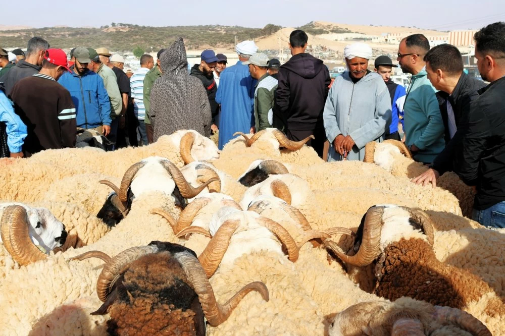Prix du mouton : le Conseil de la concurrence valide les mesures du gouvernement