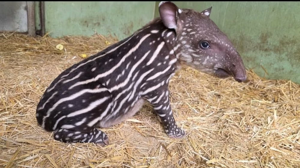 Zoo de Aïn Sebaâ : naissance d’un tapir brésilien, espèce rare en déclin