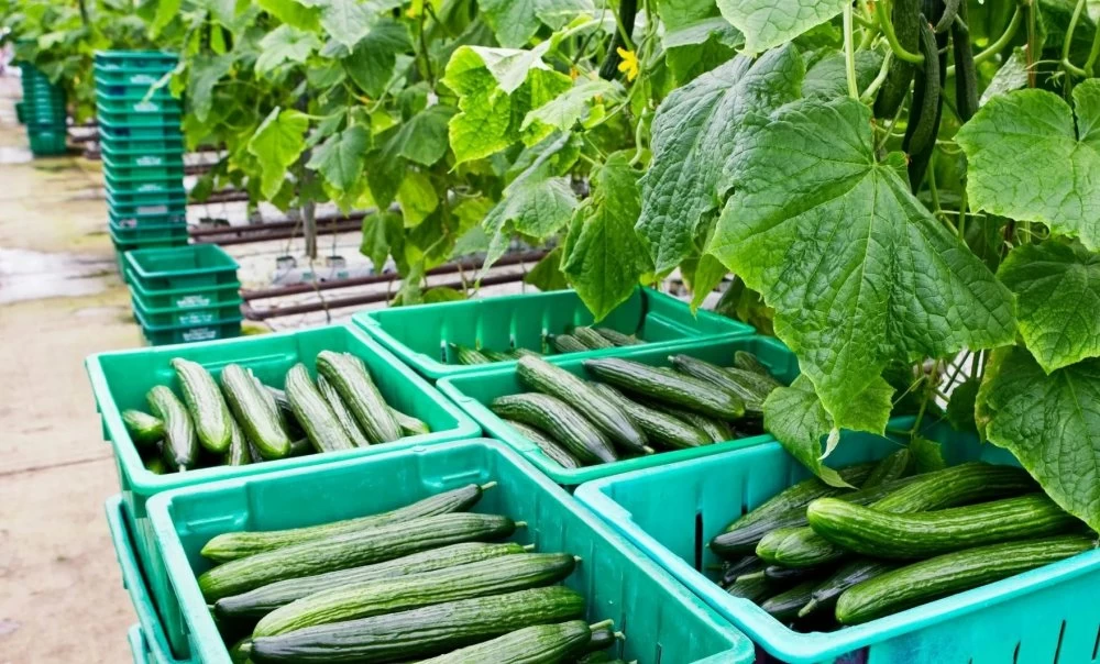 Le Maroc bat un nouveau record d'exportation de concombres vers l'Allemagne