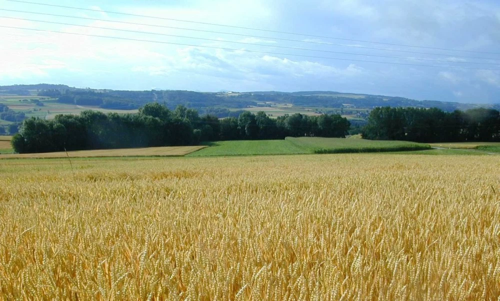 La région de Casablanca-Settat produira près de 30% des céréales marocaines
