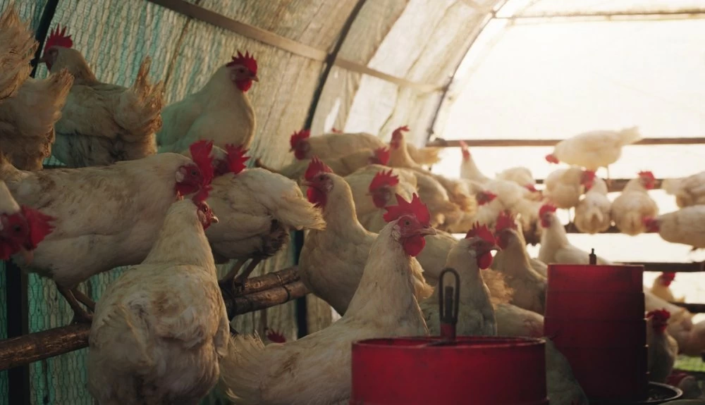 Le kilo de poulet vivant chute sous les 7 DH, les éleveurs lancent un SOS