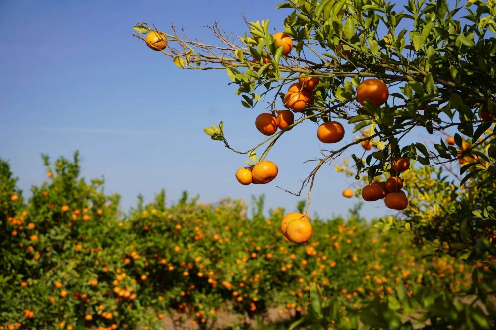 Le Maroc établit un nouveau record d’exportations de mandarines vers le Royaume-Uni