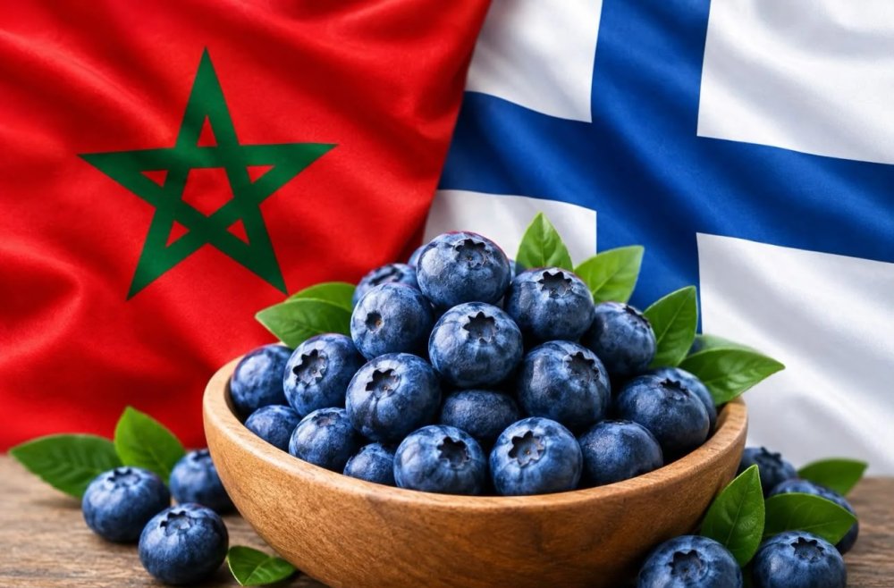Morocco becomes Finland's second-largest blueberry supplier